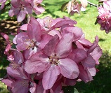 Spring Blossoms